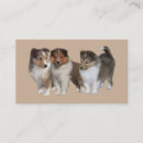 Recherche de sheltie Chien de berger