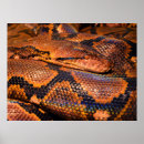 Recherche de boa posters Constricteur