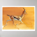 Recherche de antilopes posters Désert