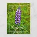 Zoek naar lupine briefkaarten Lupinus