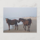 Zoek naar wild paarden briefkaarten Banken