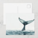 Zoek naar walvis briefkaarten Natuur