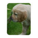 Recherche de goldene retriever magnete Chiots