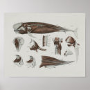 Recherche de biologie marine posters Anatomique
