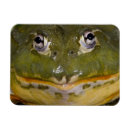 Recherche de taureaux magnets Nature