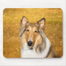 Recherche de colley rugueux Amoureux des chiens