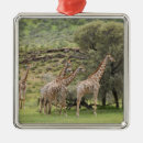 Recherche de camelopardalis de giraffa Dehors