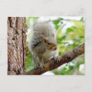 Recherche de écureuil cartes postales Curieux