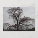 Zoek naar sakura briefkaarten Kyoto