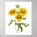 Recherche de fleur couvrante Nature
