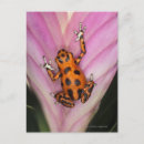 Recherche de dart cartes postales Nature