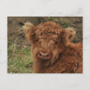 Recherche de scottish highland cartes postales Écossais
