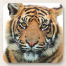 Recherche de tigres dessous de verres Pour lui