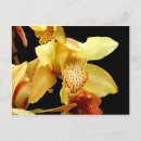 Recherche de jaune pâle cartes postales Orchidée