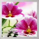 Zoek naar rimpels posters Roze