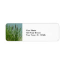 Recherche de cattails Plante