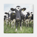 Zoek naar koeien magneten Humor