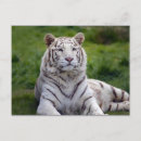 Recherche de tigre blanc cartes postales Animal