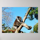Recherche de koala posters Marsupial