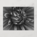 Recherche de dahlia cartes postales Gros plan