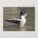 Recherche de oies sauvages cartes postales Ailes