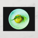 Recherche de mandarine cartes postales Agrumes