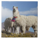 Recherche de argentin carreaux Andes