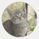 Recherche de félins autocollants Bébé