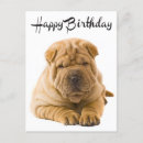 Recherche de shar pei chinois cartes postales Chipette sharpei