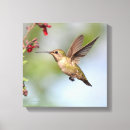 Recherche de de colibri art Animaux