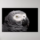 Zoek naar afrikaanse papegaai posters Dieren