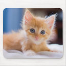 Recherche de yeux bleus tapis souris Animaux domestiques