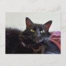 Recherche de chat noir halloween cartes postales Animal