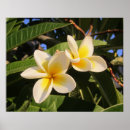 Recherche de plumeria photographie Photographie de la nature