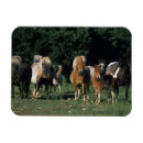 Recherche de miniature magnets Plomb langrish