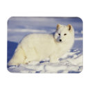 Recherche de renard arctique Fourrure