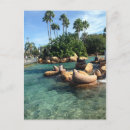 Recherche de phoques cartes postales Otaries