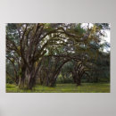 Recherche de arbre tordu posters Arbres