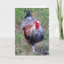 Zoek naar roosters kaarten Kip