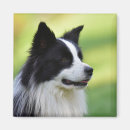 Zoek naar border collie magneten Fotografie