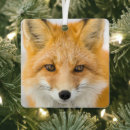 Recherche de renard arctique ornements Alaska