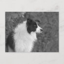 Recherche de fourmi noire cartes postales Pour tous