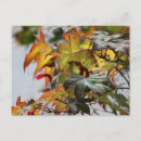 Recherche de cas cartes postales Automne