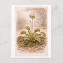 Recherche de attrapé cartes postales Illustration