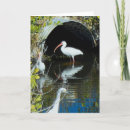 Recherche de ibis vœux cartes Faune