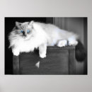 Recherche de chat curieux posters Yeux bleus
