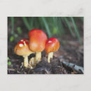 Recherche de champignon comestible cartes postales Forêt