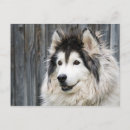 Recherche de malamute cartes postales Alaskan