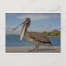 Zoek naar pelican briefkaarten Florida