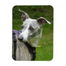 Recherche de whippets magnets Pour tous